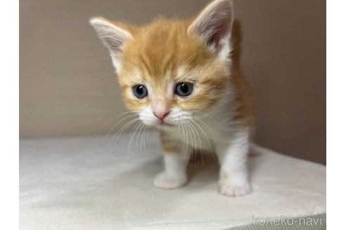 成約済の茨城県のスコティッシュフォールド-110539の4枚目